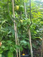 Kweepeerboom in pot, Lente, Overige soorten, Volle zon, In pot