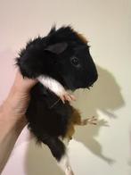 2 Lief Cavia beertjes, Mannelijk, Tam, Maart, Cavia