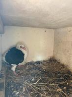 Oud hollandse meeuwtjes te koop, Dieren en Toebehoren, Vogels | Duiven, Geslacht onbekend, Overige soorten