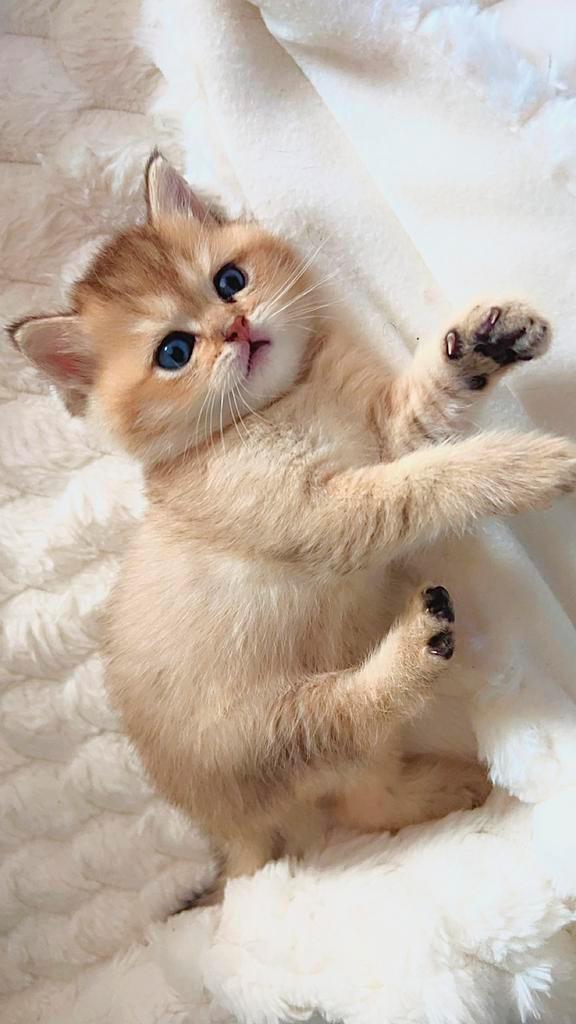 Britse Korthaar Kittens -ouders met stamboom, Dieren en Toebehoren, Katten en Kittens | Overige Katten, Meerdere dieren