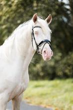 Prachtige E pony, Dieren en Toebehoren, Merrie, B, E pony (1.48m - 1.57m), 7 tot 10 jaar