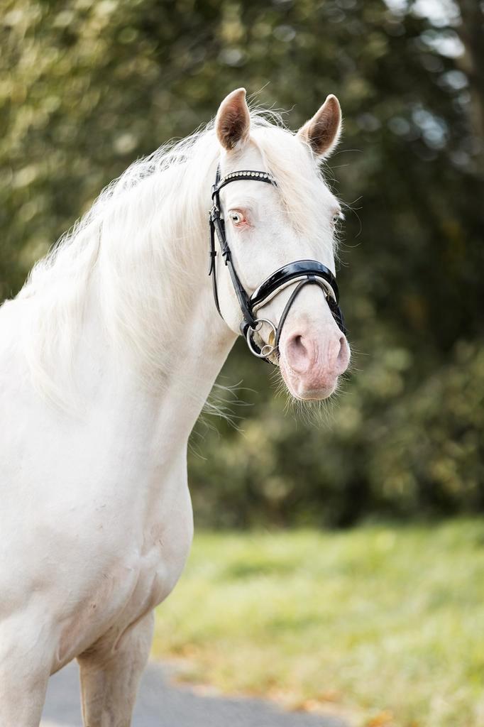 Prachtige E pony, Dieren en Toebehoren, Pony's, Merrie, B, E pony (1.48m - 1.57m), 7 tot 10 jaar