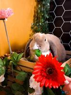 Lieve gesocialiseerde dwerg REX hangoor ARIEL, Mannelijk, Dwerg, Hangoor, 0 tot 2 jaar