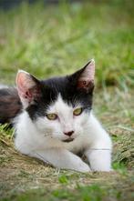 Kitten, Dieren en Toebehoren, Katten en Kittens | Raskatten | Korthaar, Kater, Ontwormd