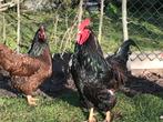 Australorp haan, Mannelijk, Kip