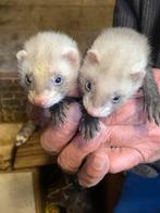 Jonge baby fretjes, Dieren en Toebehoren, Fret, April, Meerdere dieren, Tam