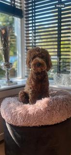 HONDENBENCH .. 57 x 91 middenmaatje hond, Dieren en Toebehoren, Hondenbenches, Ophalen of Verzenden, Zo goed als nieuw