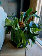 Grote hertshoorn met zware pot, Huis en Inrichting, Ophalen of Verzenden, Minder dan 100 cm