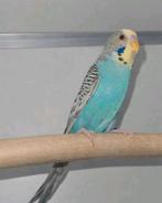 Dunfelo split Blackface split blackwing man, Mannelijk, Parkiet, Geringd