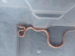 Korenslangen ultramel charcoal en blizzard, Dieren en Toebehoren, Reptielen en Amfibieën, Slang, 0 tot 2 jaar