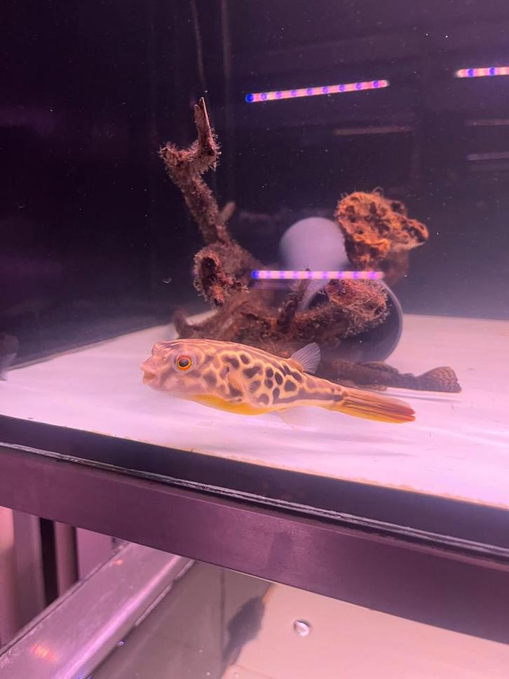 MBU kogelvis, Dieren en Toebehoren, Vissen | Aquariumvissen, Zoetwatervis, Vis