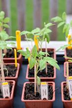 Tomatenplantjes – Vleestomaat ‘St. Pierre’ € 0,50 per plant, Ophalen, Volle zon, Groenteplanten, Eenjarig