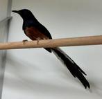 Schamalijster - copsychus malabaricus, Dieren en Toebehoren, Vogels | Overige Vogels, Meerdere dieren, Tropenvogel, Geringd