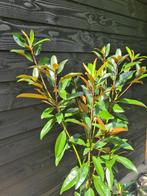 Magnolia Grandiflora 'Alta', Tuin en Terras, Ophalen of Verzenden, Overige soorten, Struik, 100 tot 250 cm