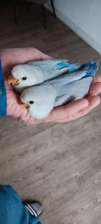 Te koop tamme jonge agapornissen, Geslacht onbekend, Dwergpapegaai of Agapornis