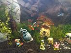 Schol vissen, Dieren en Toebehoren, Vissen | Aquariumvissen, Vis