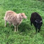 Handtam en super lief Ouessant ooi lam 29-03-25, Dieren en Toebehoren, Schapen, Geiten en Varkens, Vrouwelijk, Schaap, 0 tot 2 jaar
