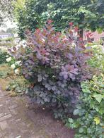 Pruikenboom struik Cotinus
coggygria, Ophalen, Overige soorten, Struik, 100 tot 250 cm