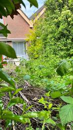 Tuinonderhoud de goedkoopste tuiman, Tuin en Terras, Ophalen of Verzenden, Laurier, 100 tot 250 cm