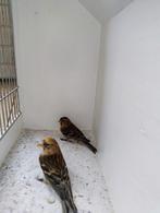 Gevraagd Europese cultuur vogels, Meerdere dieren, Wildzangvogel