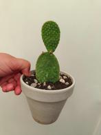 Opuntia catus, Huis en Inrichting, Kamerplanten, Ophalen of Verzenden, Cactus, Minder dan 100 cm, Bloeiende kamerplant