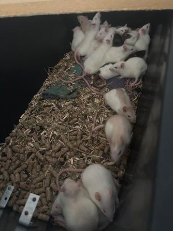 Mooie mannetjes en vrouwtjes husky rittens beschikbaar voor biedingen