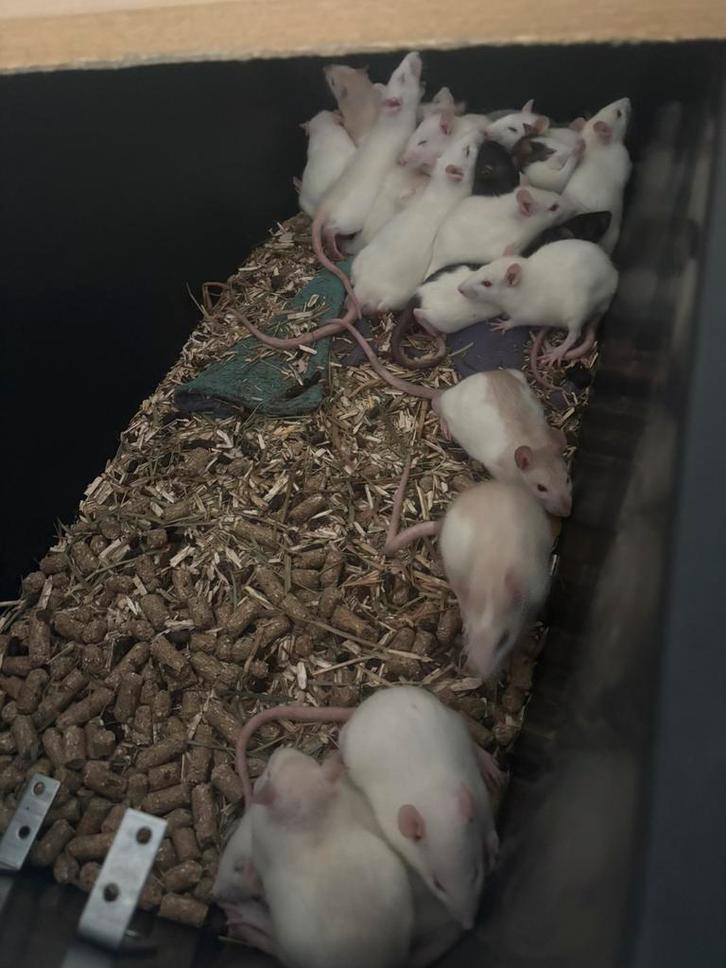 Mooie mannetjes en vrouwtjes husky rittens, Dieren en Toebehoren, Knaagdieren, Meerdere dieren, Rat, Augustus