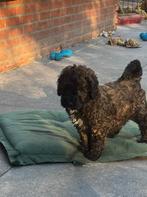 Australian labradoodle teefje medium!, Dieren en Toebehoren, Overige rassen, CDV (hondenziekte), 8 tot 15 weken, Teef