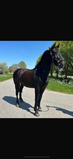Groninger merrie ster, Merrie, B, Gechipt, 170 tot 175 cm