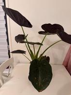 Kamerplant, Huis en Inrichting, Kamerplanten, Ophalen, Halfschaduw, Minder dan 100 cm