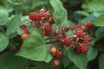 Japanse wijnbes (Rubus phoenicolasius), Tuin en Terras, Vaste plant, Fruitplanten, Ophalen of Verzenden, Lente