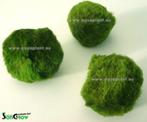Mosballen, Dieren en Toebehoren, Vissen | Aquaria en Toebehoren, Ophalen of Verzenden, Nieuw, Plant(en), Steen of Hout