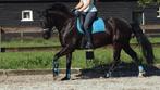 Mooie zwarte Ruin (WestenwindxRomeo) 1.64 m, Dieren en Toebehoren, Paarden, Met stamboom, Ruin, L, 160 tot 165 cm