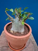 Adenium Baobab xl p17 (2)