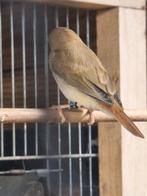 Binsen astrildes, Dieren en Toebehoren, Meerdere dieren