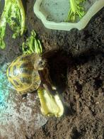 Vierteenschildpad, Dieren en Toebehoren, Reptielen en Amfibieën, Schildpad, Met terrarium, 0 tot 2 jaar