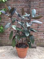 Ficus elastica ‘Rubra’ (Rubberboom), Huis en Inrichting, Ophalen, Ficus, 100 tot 150 cm, Halfschaduw