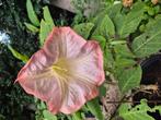 brugmasia    Rosa grote planten zonder   pot, Tuin en Terras, Bloembollen en Zaden, Ophalen, Volle zon