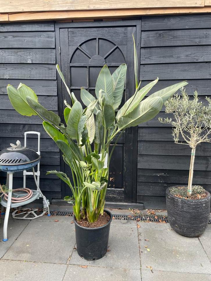 Strelitzia Reginae XXL - Paradijsvogelbloem, Huis en Inrichting, Kamerplanten, 150 tot 200 cm, Halfschaduw, Ophalen