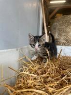 Boerderijkittens, Dieren en Toebehoren, Katten en Kittens | Overige Katten