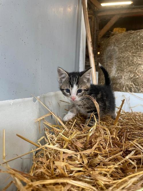 Boerderijkittens, Dieren en Toebehoren, Katten en Kittens | Overige Katten