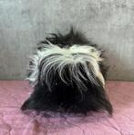 Lunkarya cavia, Cavia, Mannelijk, November, Tam