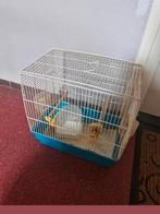 Te koop, Vogel kooi met vogel spullen., Ophalen, Zo goed als nieuw, Vogelkooi