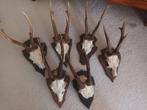 Diverse geweitjes  8 stuks, Ophalen, Zo goed als nieuw, Beeldje of Figuurtje