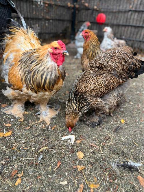 Broedeieren brahma, Dieren en Toebehoren, Pluimvee, Kip, Meerdere dieren