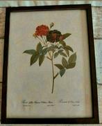 Tekening,lijst,hout,Rosier de Van Eeden,Rosa Gallica Purpura, Antiek en Kunst, Ophalen of Verzenden