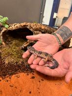 2X luipaardgekko, Dieren en Toebehoren, Reptielen en Amfibieën, Amfibie, Tam, 0 tot 2 jaar