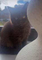 Bruine britsekorthaar kitten geboren op 7 juli 2025, Dieren en Toebehoren, Katten en Kittens | Raskatten | Korthaar, Poes, Ontwormd