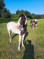 pony rijpony menpony d-pony bonte merrie weide, Dieren en Toebehoren, Merrie, 0 tot 2 jaar, Gechipt, Onbeleerd