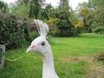 broedeieren van een witte vrouw en blauwe man ( pauwen), Dieren en Toebehoren, Geslacht onbekend, Overige soorten